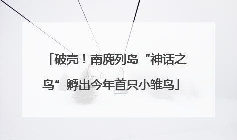 破壳！南麂列岛“神话之鸟”孵出今年首只小雏鸟